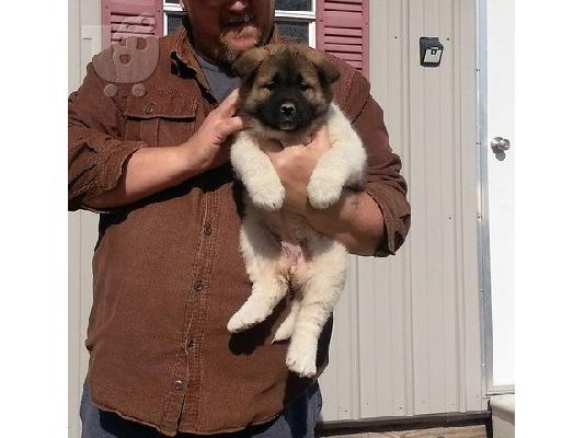 PoulaTo: Ιαπωνικά Akita.